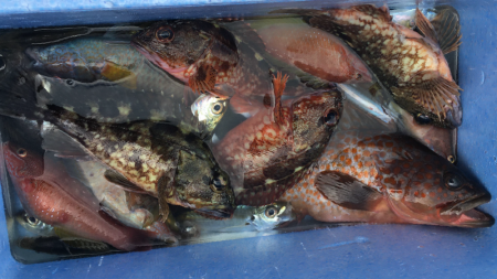 キビナゴでカサゴ&キジハタ